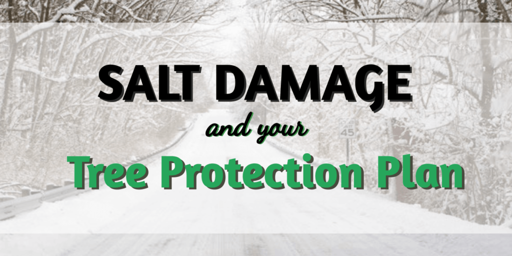 Salt Damage and Your Tree Protection Plan - Brockley Tree Service