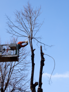 arborists london ON