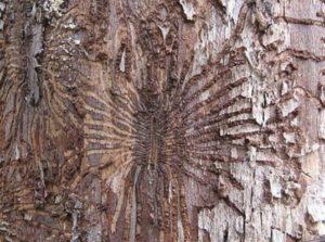 tree bark fungus dutch elm disease