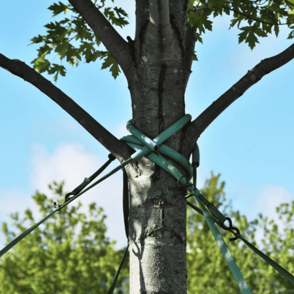 What Is Tree Bracing & Cabling? | Brockley Tree