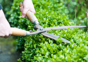 Brockley Tree - Pruning