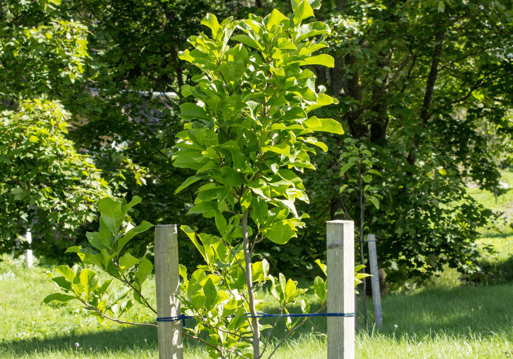 Youngest Tree Caring for Young Trees: Tips for a Strong, Healthy Start | Brockley Tree
