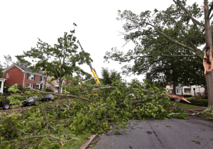 emergency tree removal services london ontario tree removal storm damaged trees
