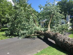 “Arborists removing fallen tree branches after storm”