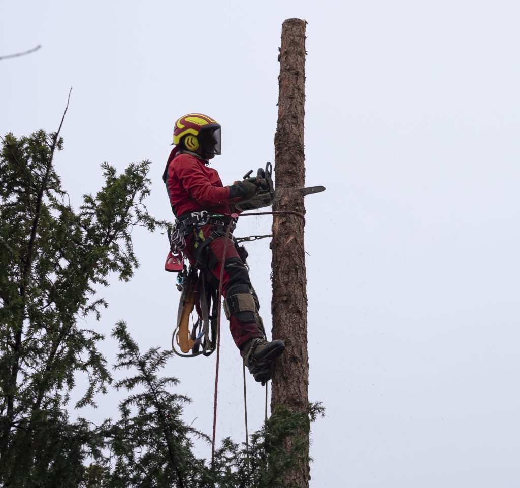 “Certified arborist climbing a tree using ropes and harness”